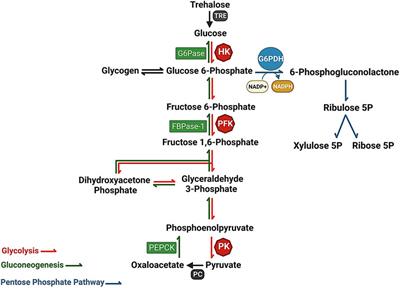 G6PDH as a key immunometabolic and redox trigger in arthropods